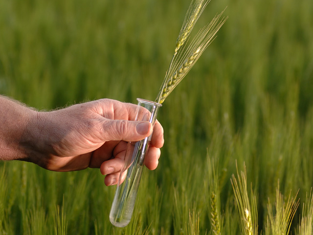 Biotech wheat remains in the early stages of development, according to Monsanto executives. (DTN/The Progressive Farmer file photo)